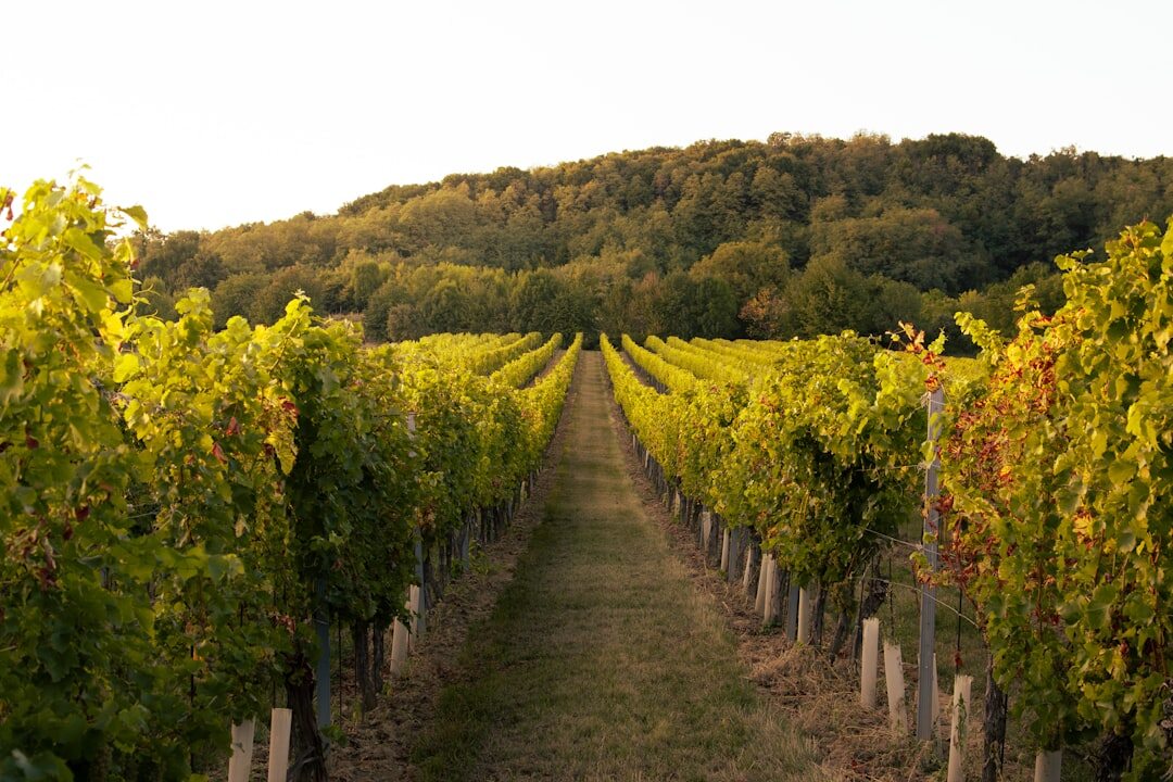 Rows of grapevines in a vineyard at golden hour